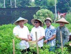 Jaga Ketahanan Pangan, Benyamin Davnie Panen Jagung Pulut hingga Bawang Merah