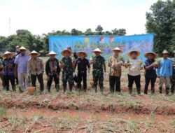 Wujudkan Kemandirian Pangan, Pemkot Tangsel Berhasil Panen Bawang Merah