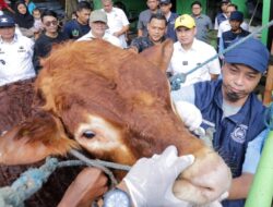 Pemkot Tangsel Perketat Pengawasan Jelang Iduladha, Pilar: 4.330 Hewan Kurban Bebas PMK