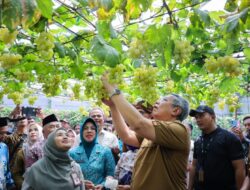 Benyamin Panen Anggur di Ciputat, Dorong Jadi Produk Unggulan Tangsel