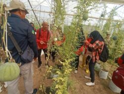 KWT Binaan Indah Kiat Tangerang Diajak Belajar Pertanian ke Al Markaz Komobid Agro Wisata Banten