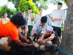 Wakil Walikota Tangsel Pilar Sembelih Sendiri Hewan Kurban