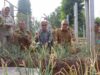 Benyamin Apresiasi Panen Perdana Bawang Merah Varietas Batu di Tangsel, Hasil Uji Coba Pupuk Bio-Organik Tuai Hasil Positif